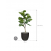 Растение в кашпо Ficus lyrata in Capi Urban Smooth NL