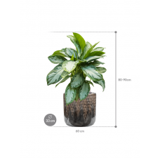 Aglaonema 'Silver Bay' in Baq Luxe Lite Universe Comet