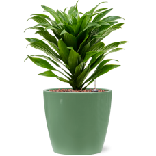 Dracaena fragrans 'Compacta' in Feliz