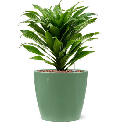 Растение в кашпо Dracaena fragrans 'Compacta' in Feliz