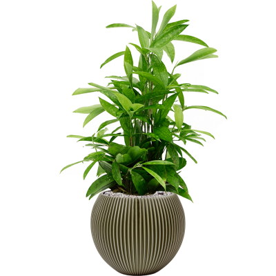 Растение в кашпо Dracaena surculosa in Capi Nature Groove Special