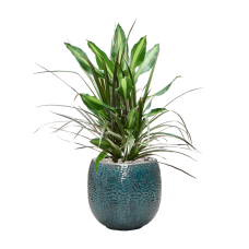 Dracaena combo in Marly