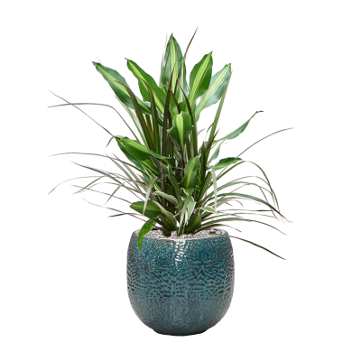 Растение в кашпо Dracaena combo in Marly