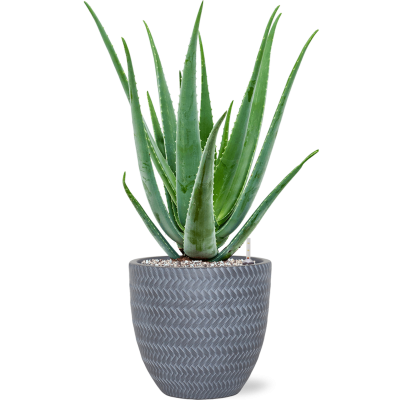 Растение в кашпо Aloe vera barbadensis in Baq Angle