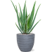 Растение в кашпо Aloe vera barbadensis in Baq Angle