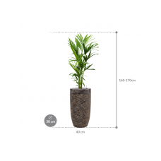 Kentia (Howea) forsteriana in Baq Luxe Lite Universe Layer