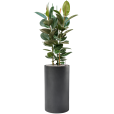 Ficus elastica 'Robusta' in Baq Basic