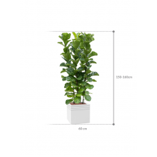 Ficus lyrata 'Bambino' in Baq Line-Up