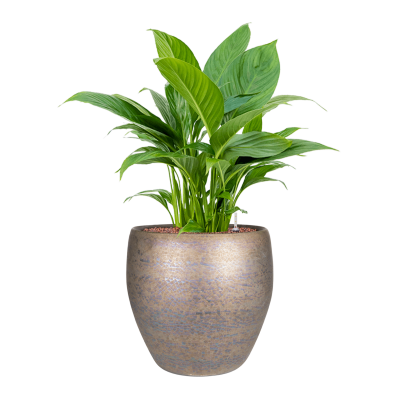 Растение в кашпо Spathiphyllum 'Gokyo' in Amora