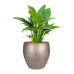 Растение в кашпо Spathiphyllum 'Gokyo' in Amora