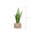 Растение в кашпо Sansevieria zeylanica in Baq Lava