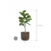 Растение в кашпо Ficus lyrata in Baq Luxe Lite Universe Waterfall