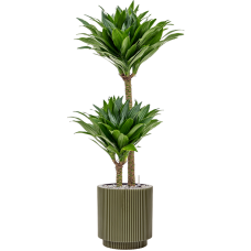 Dracaena fragrans 'Compacta' in Capi Nature Groove Special