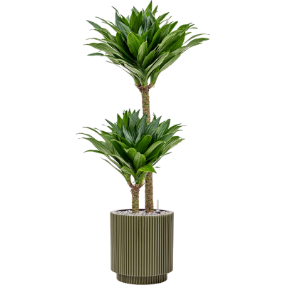 Растение в кашпо Dracaena fragrans 'Compacta' in Capi Nature Groove Special