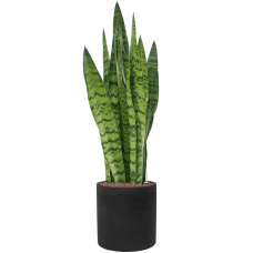 Sansevieria zeylanica in Rough