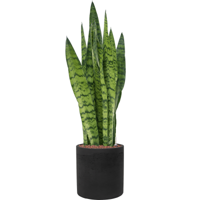 Растение в кашпо Sansevieria zeylanica in Rough