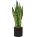 Растение в кашпо Sansevieria zeylanica in Rough