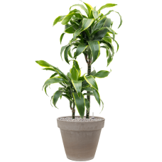 Dracaena fragrans 'Dorado' in Terra Cotta