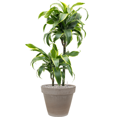 Растение в кашпо Dracaena fragrans 'Dorado' in Terra Cotta