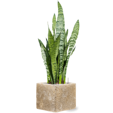 Sansevieria zeylanica in Baq Lava