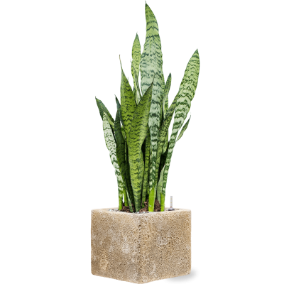 Растение в кашпо Sansevieria zeylanica in Baq Lava