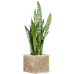 Растение в кашпо Sansevieria zeylanica in Baq Lava