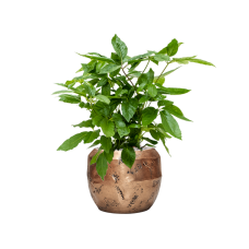 Schefflera actinophylla 'Amate' in Baq Opus Raw