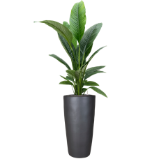 Spathiphyllum 'Sensation' in Plain