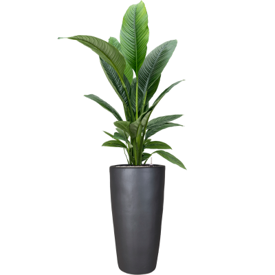 Растение в кашпо Spathiphyllum 'Sensation' in Plain