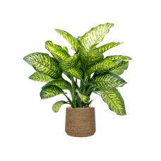 Dieffenbachia seguine 'Maroba' in Bohemian