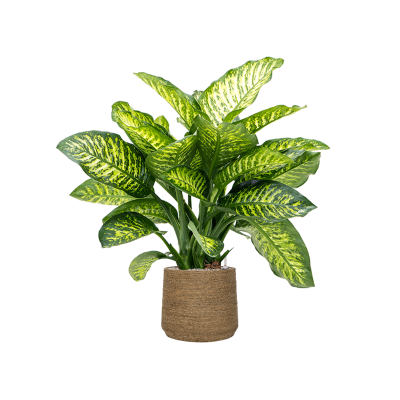 Растение в кашпо Dieffenbachia seguine 'Maroba' in Bohemian