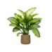 Растение в кашпо Dieffenbachia seguine 'Maroba' in Bohemian