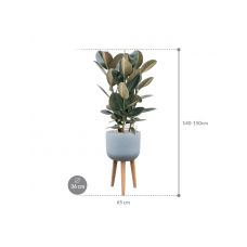 Ficus elastica 'Abidjan' in Refined Retro With Feet