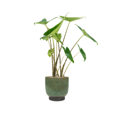 Alocasia zebrina in Linn