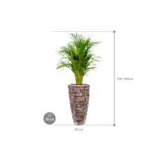 Dypsis (Areca) lutescens in Baq Oceana Pearl