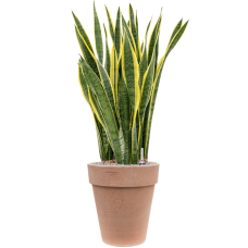 Sansevieria trifasciata 'Laurentii' in Terra Cotta