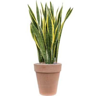 Растение в кашпо Sansevieria trifasciata 'Laurentii' in Terra Cotta