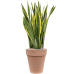 Растение в кашпо Sansevieria trifasciata 'Laurentii' in Terra Cotta