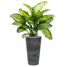 Dieffenbachia seguine 'Maroba' in Artstone