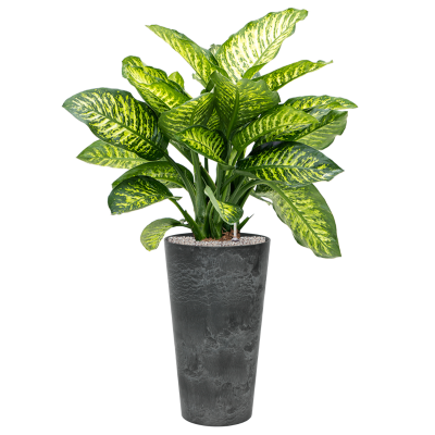 Растение в кашпо Dieffenbachia seguine 'Maroba' in Artstone