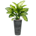 Растение в кашпо Dieffenbachia seguine 'Maroba' in Artstone