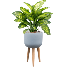 Dieffenbachia seguine 'Maroba' in Refined Retro With Feet