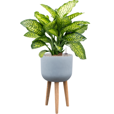 Растение в кашпо Dieffenbachia seguine 'Maroba' in Refined Retro With Feet