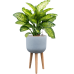 Растение в кашпо Dieffenbachia seguine 'Maroba' in Refined Retro With Feet