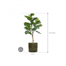 Ficus lyrata in Cylinder