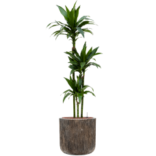 Dracaena fragrans 'Janet Craig' in Baq Luxe Lite Universe