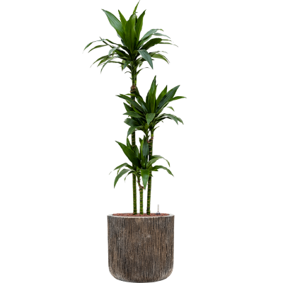 Растение в кашпо Dracaena fragrans 'Janet Craig' in Baq Luxe Lite Universe