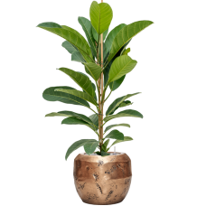 Ficus benghalensis 'Roy' in Baq Opus Raw