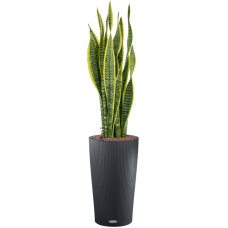 Sansevieria trifasciata 'Laurentii' in Lechuza Cilindro 23