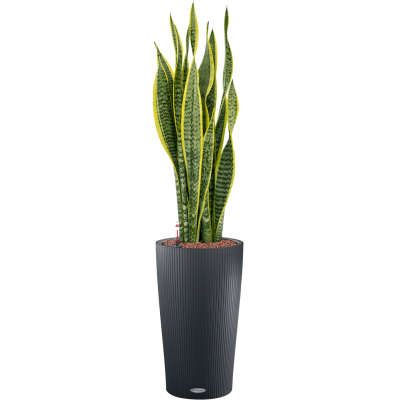 Растение в кашпо Sansevieria trifasciata 'Laurentii' in Lechuza Cilindro 23